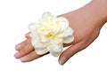 White narcissus on woman hand isolated