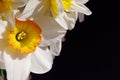 White narcissus with yellow center on dark background.