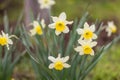 White narcissus. A large field of narcissus. Spring white and yellow flowers Royalty Free Stock Photo