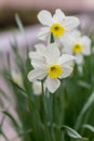 White narcissus. A large field of narcissus. Spring white and yellow flowers Royalty Free Stock Photo