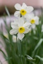 White narcissus. A large field of narcissus. Spring white and yellow flowers Royalty Free Stock Photo