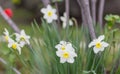 White narcissus. A large field of narcissus. Spring white and yellow flowers Royalty Free Stock Photo