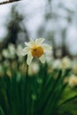White narcissus with a yellow core bloom in the garden Royalty Free Stock Photo