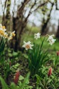 White narcissus with a yellow core bloom in the garden Royalty Free Stock Photo