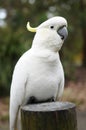 White native Australian cockatoo on a wooden stump Royalty Free Stock Photo