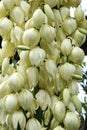 White native Australian Yucca flowers