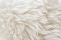 White natural animal wool fur texture background Royalty Free Stock Photo