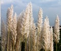 White natural feather like plant