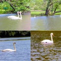 Swans swimming in a reservoir.