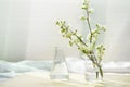 White nature wild flower in glass science flask for organic cosmetic skin care research concept with soft white fabric window