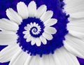 White navy camomile daisy cosmos kosmeya flower spiral abstract fractal effect pattern background White flower spiral abstract Royalty Free Stock Photo