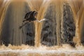 A White Necked Heron flying across water falling over a weir