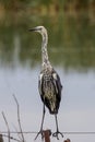 White-necked Heron in New South Wales Australia