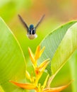 White-necked Jacobin in flight Royalty Free Stock Photo