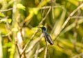 white-necked Jacobin (Florisuga mellivora