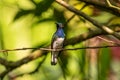 white-necked Jacobin (Florisuga mellivora