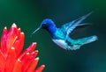 White-necked Jacobin - Florisuga mellivora, beautiful colorful hummingbird from Central America forests, Costa Rica Royalty Free Stock Photo