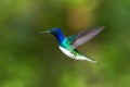 White-necked Jacobin, Florisuga mellivora, hovering in the air, garden, mountain tropical forest