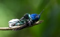 A White-necked Jacobin Florisuga mellivora laying down. Royalty Free Stock Photo