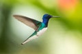 White-necked jacobin hovering in the air, caribean tropical forest, Trinidad and Tobago, bird on colorful clear background Royalty Free Stock Photo