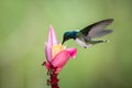 White-necked jacobin hovering drinking nectar from favourite pink flower. Animal behaviour. Ecuador,hummingbird