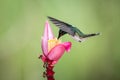 White-necked jacobin hovering drinking nectar from favourite pink flower. Animal behaviour. Ecuador,hummingbird