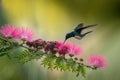 White-necked jacobin hovering next to pink mimosa flower, bird in flight, caribean tropical forest,Trinidad and Tobago Royalty Free Stock Photo