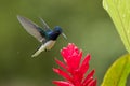 White-necked jacobin hovering next to red flower in rain,tropical forest, Colombia, bird sucking nectar from blossom in garden