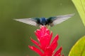 White-necked jacobin hovering next to red flower in rain,tropical forest, Colombia, bird sucking nectar from blossom in garden