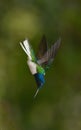 White-necked Jacobin hummingbird Royalty Free Stock Photo