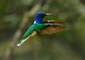 White-necked Jacobin hummingbird Royalty Free Stock Photo