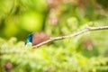 White-necked jacobin sitting on branch, hummingbird from tropical rain forest,Ecuador,bird perching,tiny beautiful bird resting on
