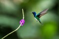 White-necked jocobin hovering next to violet flower, bird in flight, tropical forest, Brazil, natural habitat Royalty Free Stock Photo