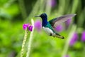 White-necked jocobin hovering next to violet flower, bird in flight, tropical forest, Brazil, natural habitat Royalty Free Stock Photo