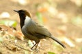 White-necked laughingthrush Royalty Free Stock Photo