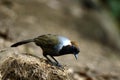 White-necked laughingthrush Royalty Free Stock Photo