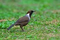 White-necked Laughingthrush Royalty Free Stock Photo