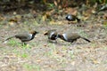 White-necked laughingthrush Royalty Free Stock Photo