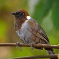 White-necked laughingthrush Royalty Free Stock Photo