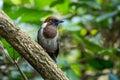 White-necked laughingthrush Royalty Free Stock Photo