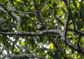 A white-necked puffbird, Notharchus hyperrhynchus, is perched on a tree branch in Mexico