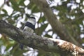 White-necked Puffbird, Notharchus hyperrhynchus, perched in tree