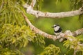 White-necked puffbird Notharchus Hyperrhynchus