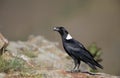 White-necked Raven