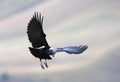 White-necked Raven Royalty Free Stock Photo