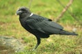 White-necked raven