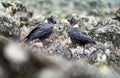 White-necked raven or Corvus albicollis - large birds couple on the volcanic cliffs ground on the Kilimanjaro cca 3900m altitude