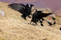 The white-necked raven Corvus albicollis, two of the birds on the rock fighting for food.A pair of large black birds on a purple