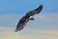 White-necked raven in flight