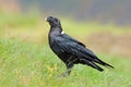 White-necked raven on green grass